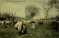 Une Vacherie, Au Moment De La Traite Au Paturage Postcard
