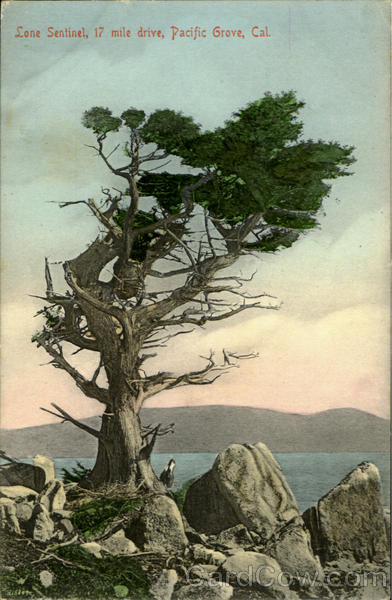 Lone Sentinel Pacific Grove California