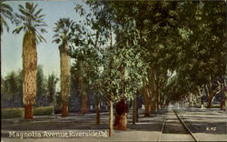 Magnolia Avenue Postcard