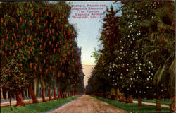 Magnolia Avenue Postcard