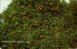 Orange Tree Postcard