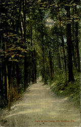 Path To The Lake Postcard