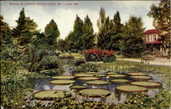 Scene In Tower Grove Park Postcard