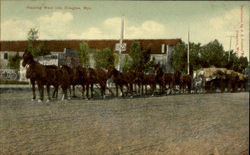 Hauling Wool Into Douglas Postcard