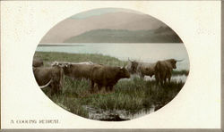 A Cooling Retreat Postcard