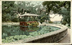 A Lily Pond Postcard