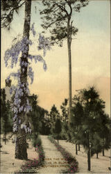 Southern Pines Postcard