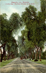 The Finest Driveway In The World, Magnolia Ave Postcard