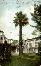 Washingtonian Palm, Glenwood Court Riverside, CA Postcard Postcard