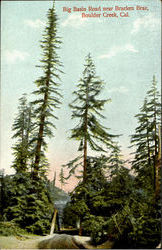 Big Basin Road Boulder Creek, CA Postcard Postcard