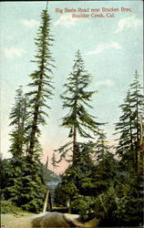 Big Basin Road Near Bracken Brae Boulder Creek, CA Postcard Postcard