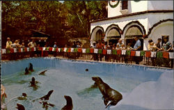 Seal Pool Postcard