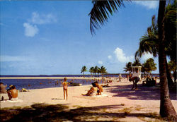 Homestead Bayfront Park Florida Postcard Postcard