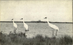 Stock #89258 Thumbnail