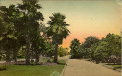 A Semi-Tropical Avenue Scenic, FL Postcard Postcard