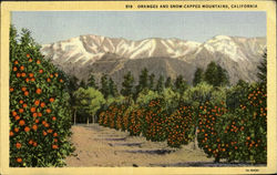 Oranges And Snow Capped Mountains Postcard