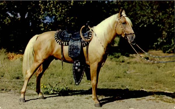 Prize Palomino Horses