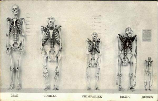 Comparative Osteology Of Primates