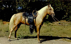 Prize Palomino Postcard