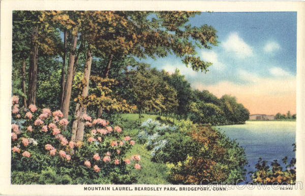 Mountain Laurel, Beardsley Park Bridgeport Connecticut