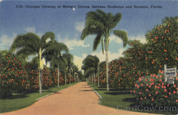 Oranges Growing at Midway Groves between Bradenton and Sarasota Scenic Florida