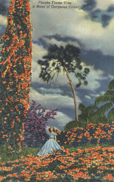 Florida Flame Vine, a Mass of Gorgeous Color Flowers