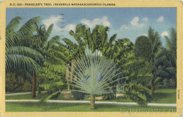 Traveller's Tree, (Ravenala Madagascariensis) Trees Traveller's Tree, (Ravenala Madagascariensis) Trees
