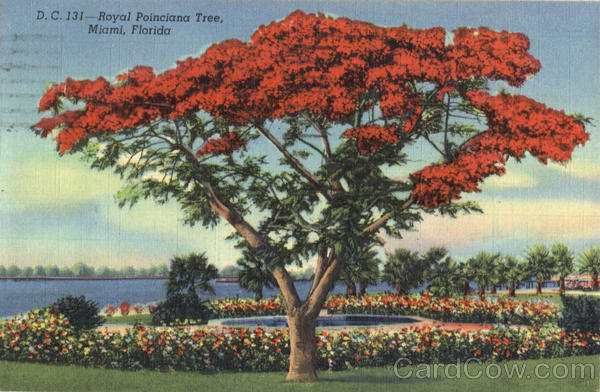 Royal Poinciana Tree Miami Florida
