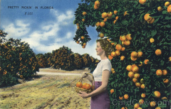 Pretty Pickin In Florida Oranges Scenic