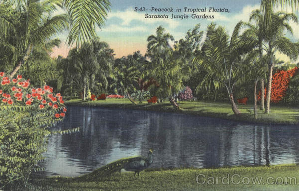 Peacock in Tropical Florida, Sarasota Jungle Gardens Scenic