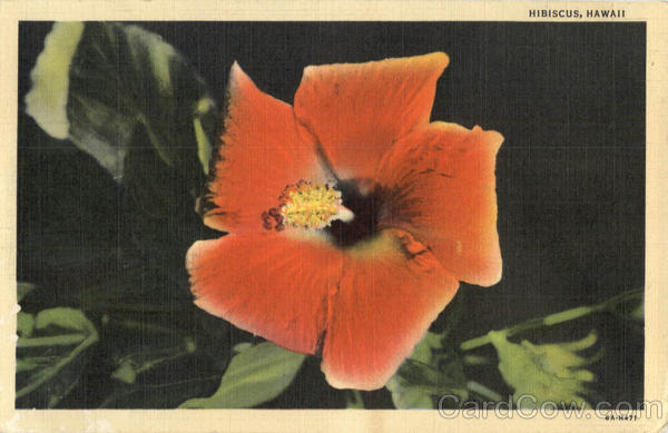 Hibiscus Flowers