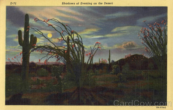 Shadows of Evening on the Desert Cactus & Desert Plants