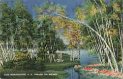 Lake Winnipesaukee Through The Birches Postcard