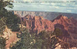 View on the Trail, Bright Angel Point, North Rim Grand Canyon National Park, AZ Postcard Postcard