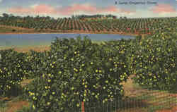 A Large Grapefruit Grove Postcard Postcard