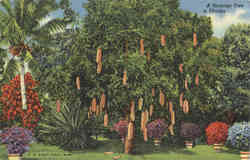 A Sausage Tree, Riviera Gardens Miami, FL Postcard Postcard