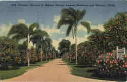 Oranges Growing at Midway Groves, between Bradenton and Sarasota Postcard