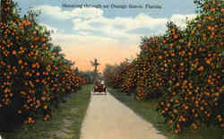 Motoring through an Orange Grove Scenic, FL Postcard Postcard