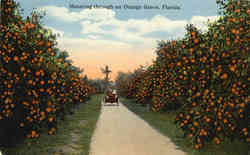 Motoring through an Orange Grove Postcard