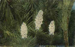 Bunch of Spanish Bayonet Postcard