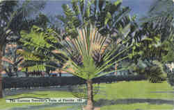 The Curious Traveler's Palm of Florida Postcard