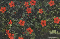 Florida Hibiscus Postcard