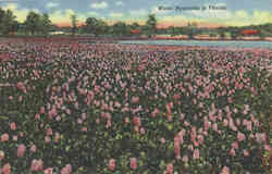 Water Hyacinths in Florida Postcard