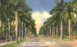 Stately Royal Palms Scenic, FL Postcard Postcard