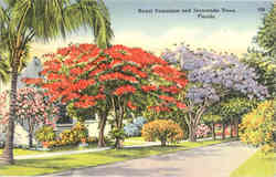 Royal Poinciana and Jacaranda Trees Postcard