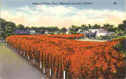 Hedge of Flame Vine, (Bignonia Venusta) Postcard
