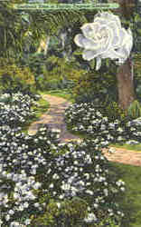 Gardenia Time in Florida Postcard