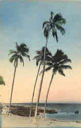 Florida Palms and Beach Postcard