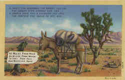 Donkey in Nevada Desert Postcard