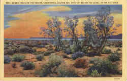 Smoke Trees on the Desert Postcard
